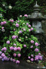 福生寺の紫陽花