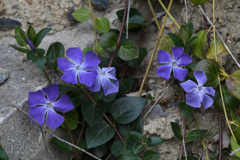 ツルニチニチ草