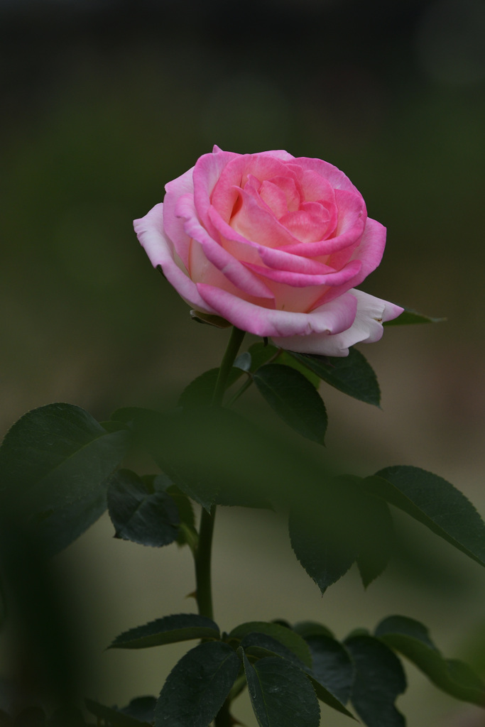 ピンクの花びら