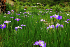 水車小屋のある花菖蒲園