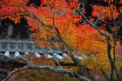 宝福寺の紅葉