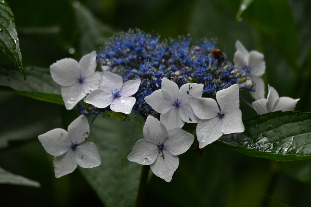 雨に濡れた白い紫陽花