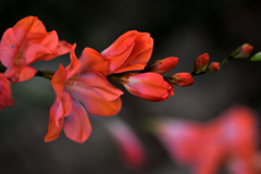 オレンジの花