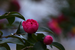 蕾