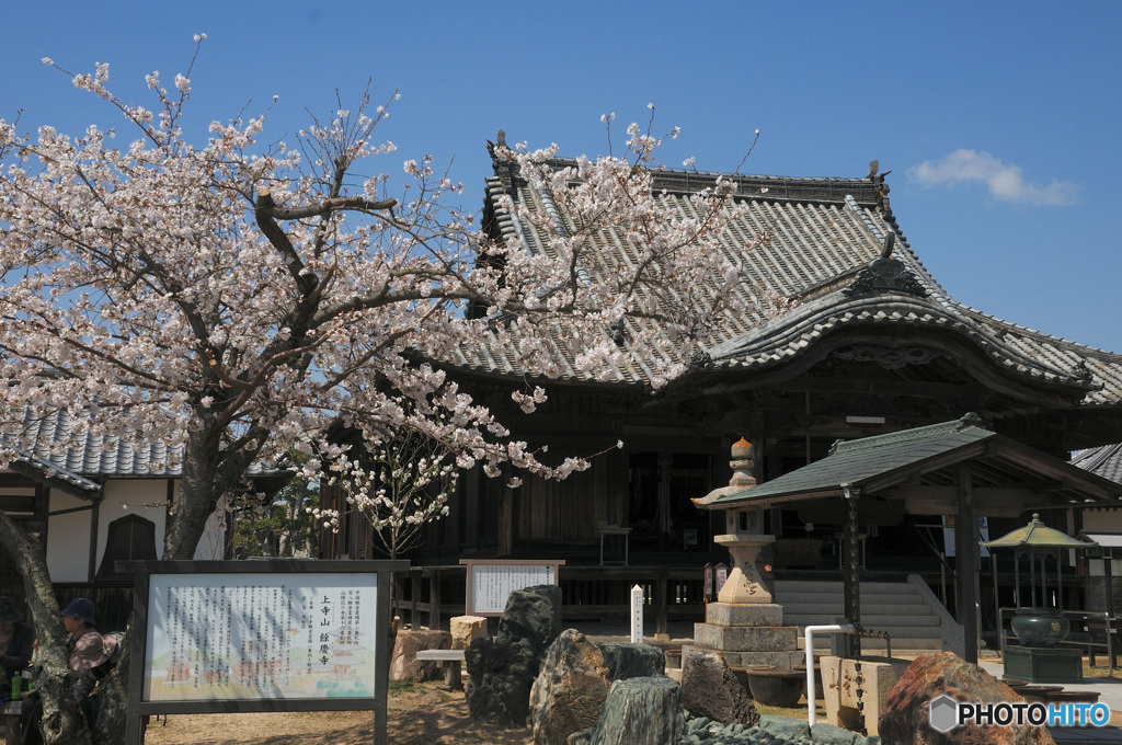上寺山余慶寺の桜