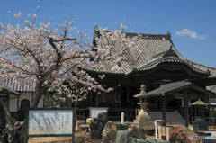 上寺山余慶寺の桜