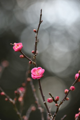神崎梅園の紅梅