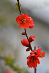 ボケの花