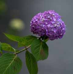 まあるい紫陽花