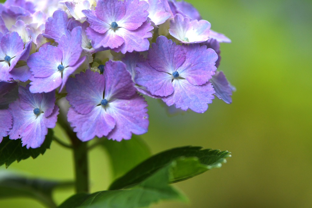 ギザギザの花びら