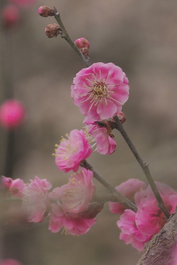 薄紅梅