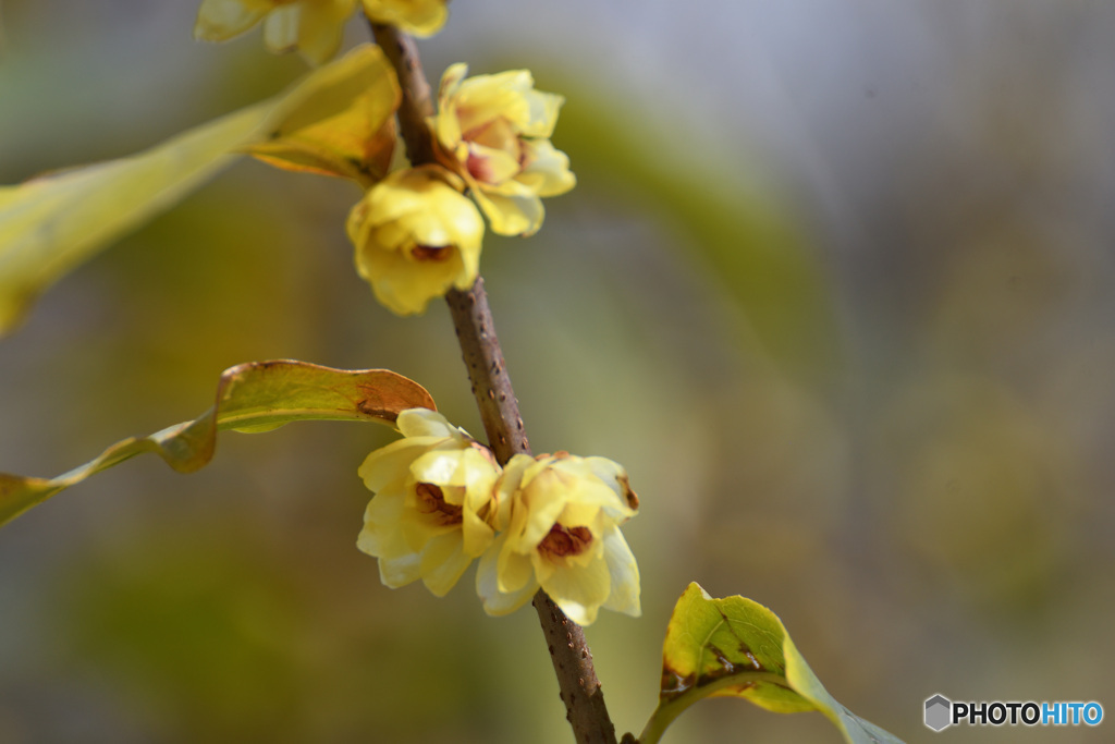 ロウバイ春を呼ぶ