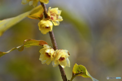 ロウバイ春を呼ぶ