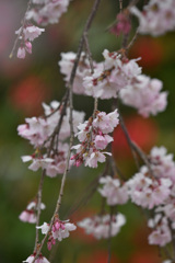 枝垂れ桜