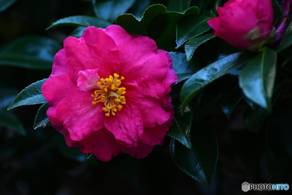 今日のさざんか