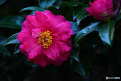 今日のさざんか