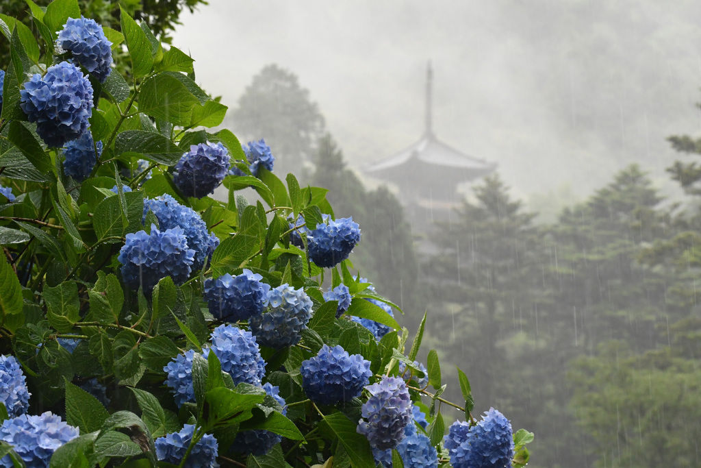 六月の雨