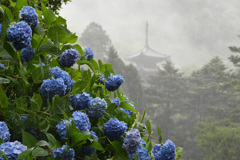 六月の雨