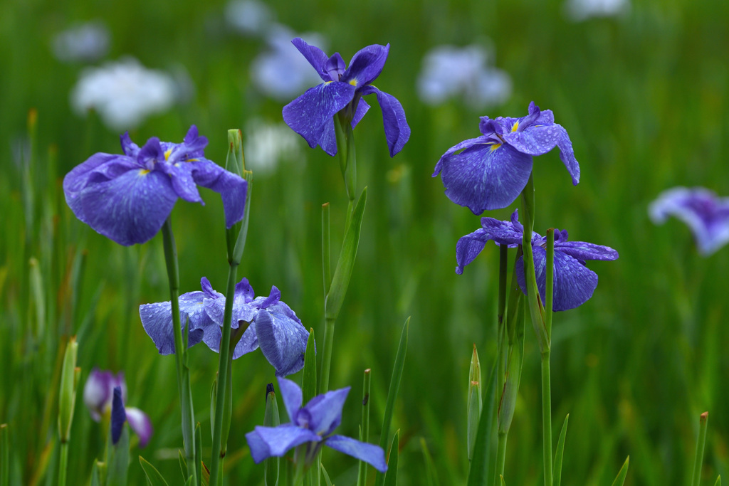 雨の花菖蒲