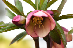 クリスマスローズ