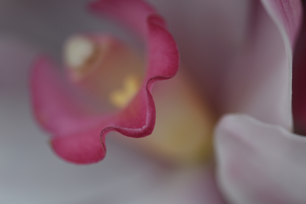 デコレーション