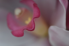 デコレーション