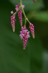 秋の花