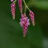 秋の花
