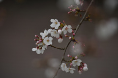 桜咲く