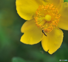 黄色い花が好きです