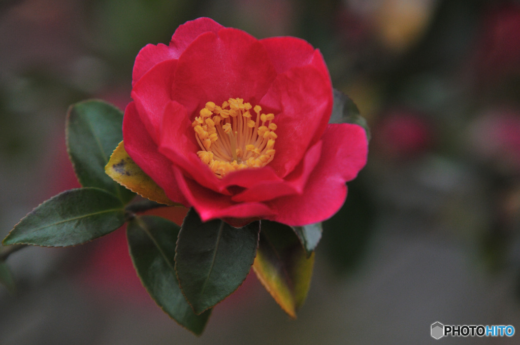 赤く咲く花