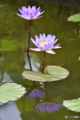 仲良しスイレン