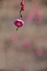 しだれ紅梅