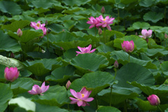 蓮の花が咲いた