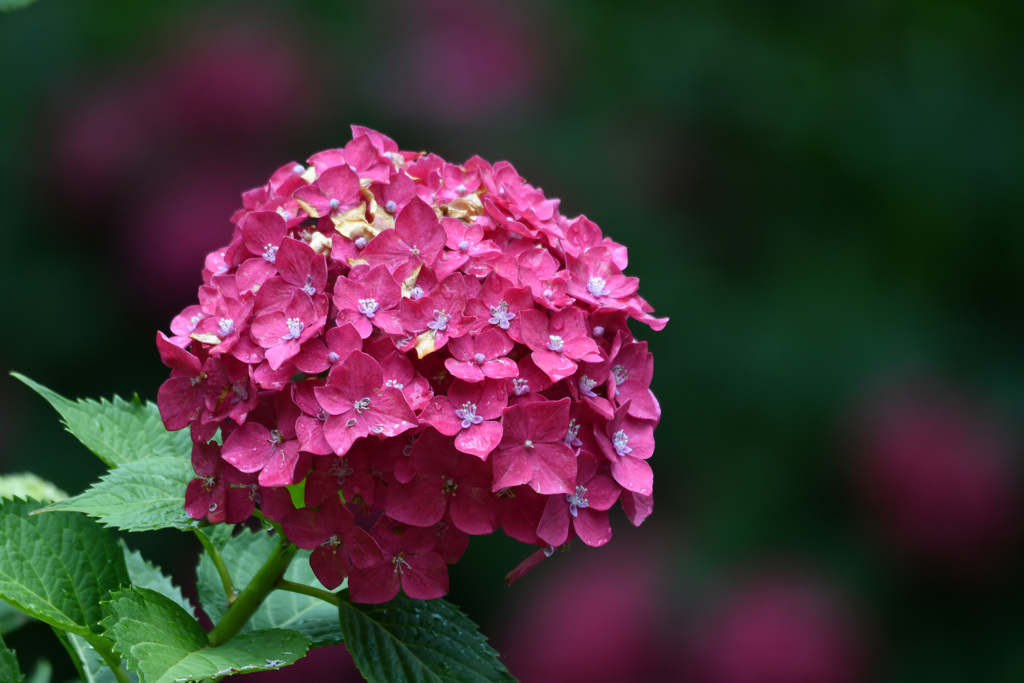 まあるい紫陽花