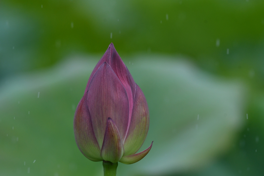雨