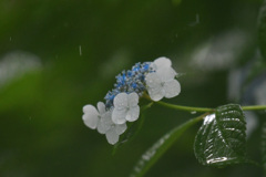 雨を待っていた
