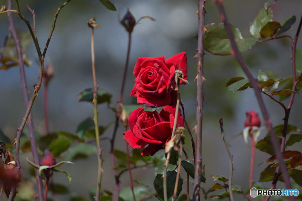 棘と赤い薔薇