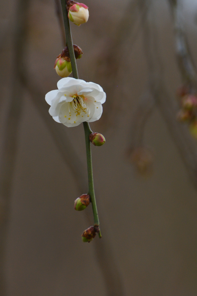 枝垂れ梅
