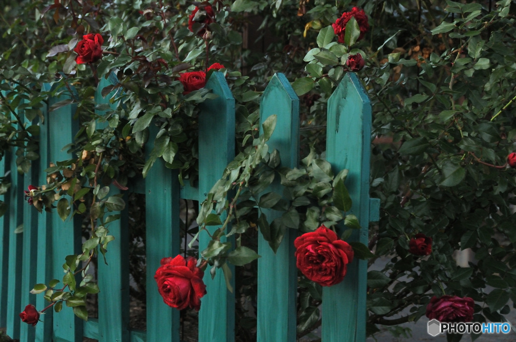 無料英国庭園の薔薇