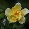 ９月の薔薇
