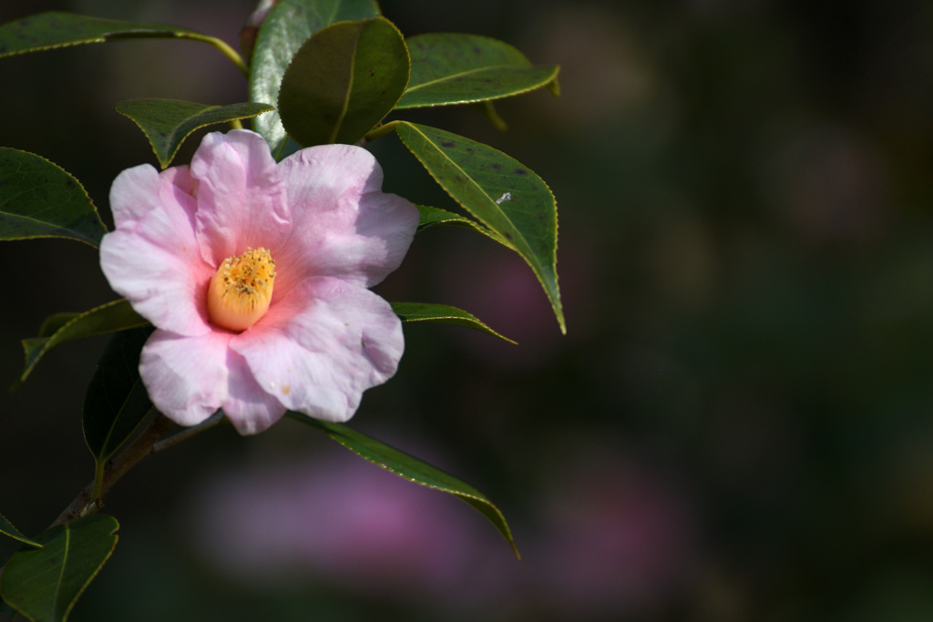 太郎冠者椿～♪