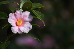 太郎冠者椿～♪