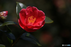 赤く咲く花