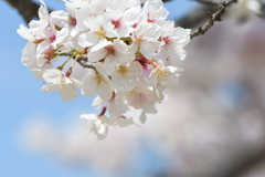 バラ園の桜