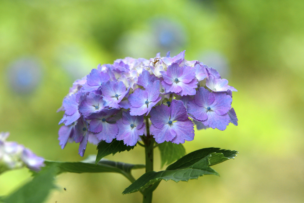 六月の花