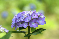 六月の花
