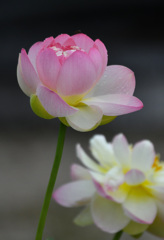 優しそうな蓮の花