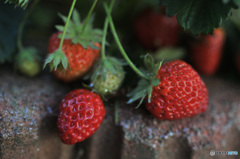 うちの苺