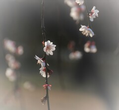 ゆらゆらゆれる